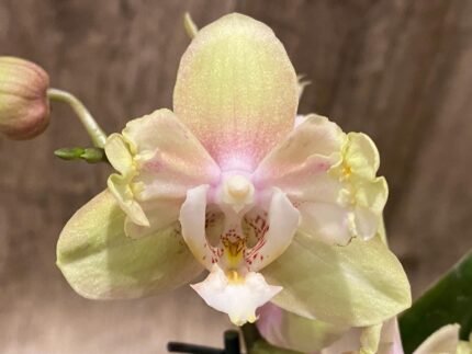 Double Spikes Phalaenopsis Peloric (3.5" pot)