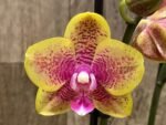 Double Spikes Phalaenopsis Sogo Lawrence x I-Hsin Yellow Wave (4.5" pot) - Image 4