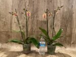 Double Spikes Phalaenopsis Sogo Lawrence x I-Hsin Yellow Wave (4.5" pot) - Image 5