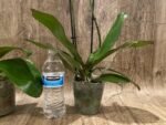 Double Spikes Phalaenopsis Sogo Lawrence x I-Hsin Yellow Wave (4.5" pot) - Image 7