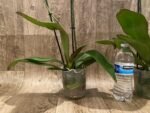 Double Spikes Phalaenopsis Sogo Lawrence x I-Hsin Yellow Wave (4.5" pot) - Image 8