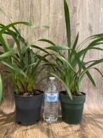 Cymbidium (Gentle Touch 'Bon Bon' x madidum 'leroyii #32) 'Mana' x Peter Pan 'Lawson's #5* Warm Tolerant (5" pot) - Image 4