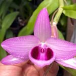 Dendrobium anosmum 'Lao#12' × rhodopterygium rubra Long Canes (4” pot)