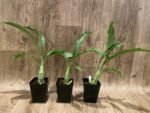 Catasetum Frilly Doris Blooming Size (3.5” Pot) - Image 2