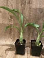 Catasetum Frilly Doris Blooming Size (3.5” Pot) - Image 4