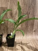 Catasetum Frilly Doris Blooming Size (3.5” Pot) - Image 6