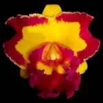 RIc. Chief Rose (3.5” pot)