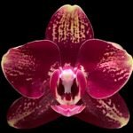Double Spikes Phalaenopsis Bad Candy (3.5" pot)
