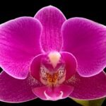 Double Spikes Phalaenopsis I-Hsin Pink Wedding (3.5" pot)