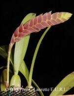 Bulbophyllum occultum x sib (3.5” Pot) - Image 2