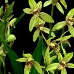 Grammatocymbidium Lovely Melody 'Pixar'