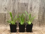 In Spikes Oncidium Misaki Twinkle Obry (3.5” Pot) - Image 2