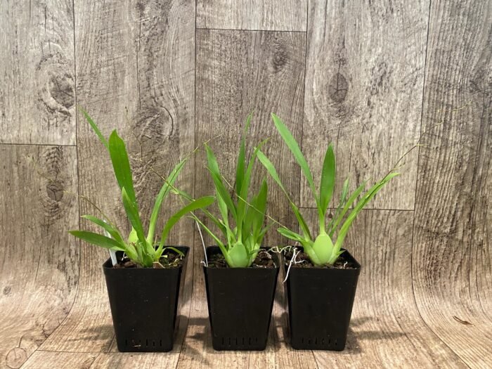 In Spikes Oncidium Misaki Twinkle Obry (3.5” Pot) - Image 2