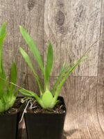 In Spikes Oncidium Misaki Twinkle Obry (3.5” Pot) - Image 6