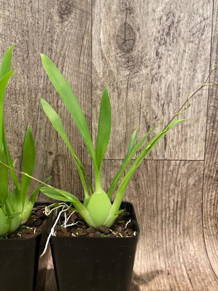 In Spikes Oncidium Misaki Twinkle Obry (3.5” Pot) - Image 6