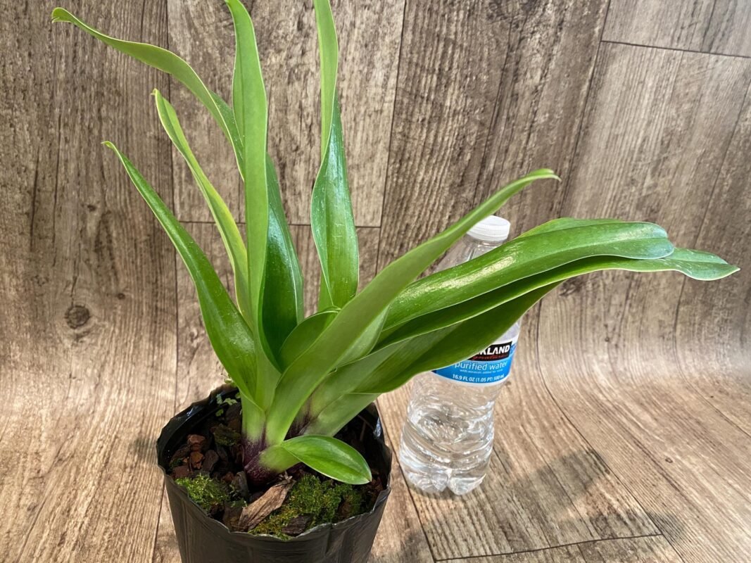 PAPH. (MULTI FLORAL) - Everything Orchids