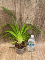 Rare Phrag. Acker's Marvel (Waunakee Wonder × kovachil) (4.5" pot) - Image 2