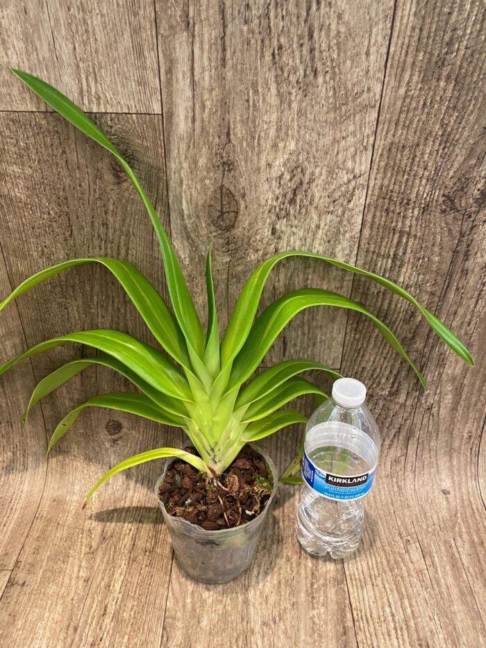 Rare Phrag. Acker's Marvel (Waunakee Wonder × kovachil) (4.5" pot) - Image 2