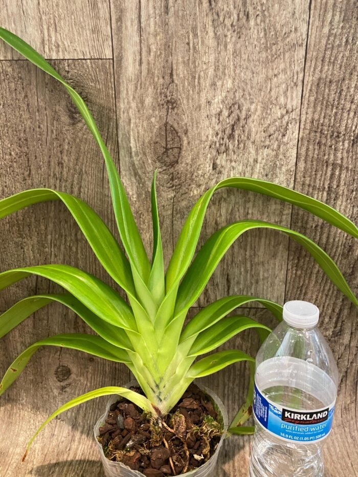 Rare Phrag. Acker's Marvel (Waunakee Wonder × kovachil) (4.5" pot) - Image 3