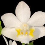 Doritis champorensis × sib White (3.5" pot)