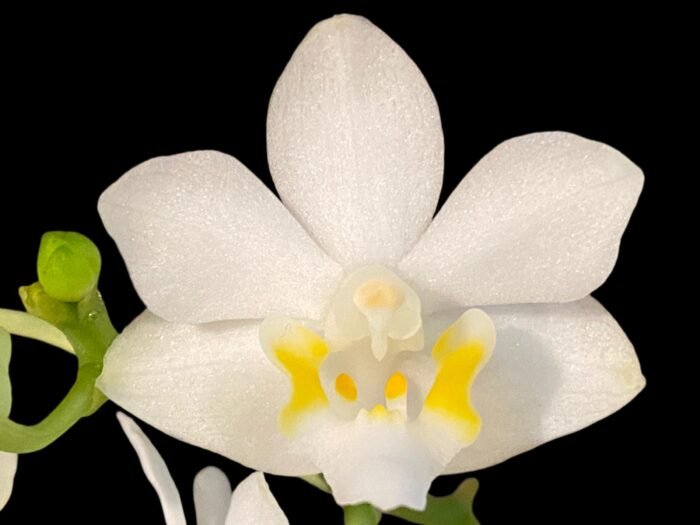 Doritis champorensis × sib White (3.5" pot) - Image 1