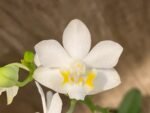 Doritis champorensis × sib White (3.5" pot) - Image 3