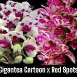 Rhynchostylis gigantea ‘Cartoon’ x  ‘Red Spots’ (3.5” pot)