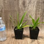 Phrag. Les Landes (Happe Popow 'Raspberry' x Grande 'Vista') (3.5” Pot)