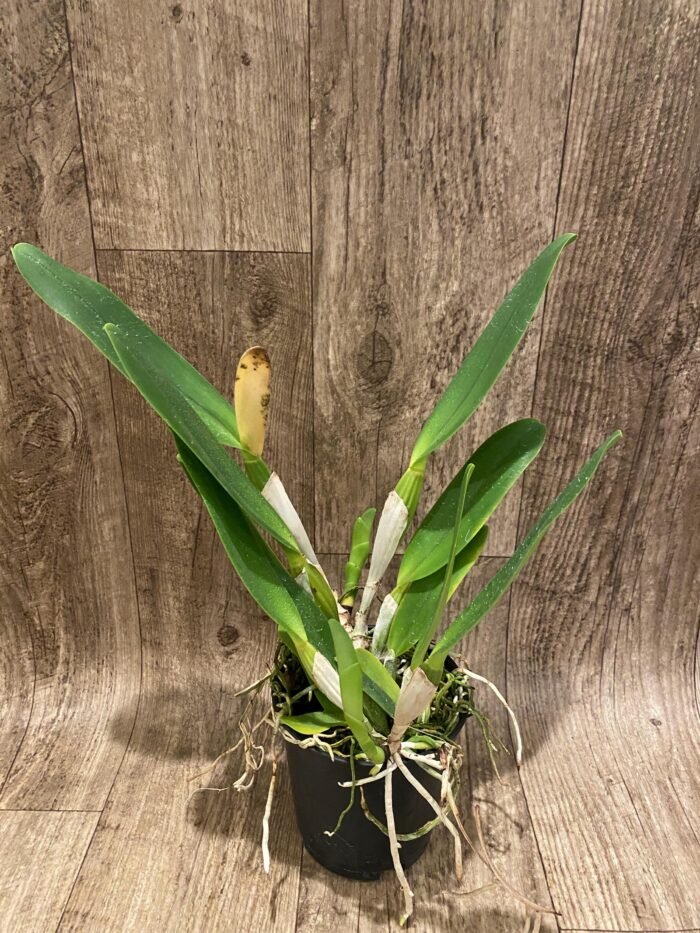 In Sheath Cattleya Earl 'Imperialis' x Mishima Pearl Blumen Insel Multi Growths (5” pot) - Image 6