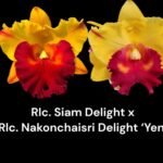 In Sheath Rlc. Siam Delight × RIc. Nakornchaisri Delight 'Yen' (5” pot)