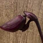 In Spike Paph. Tristar Light × Paph. Hung Sheng Magic (3.5” pot)