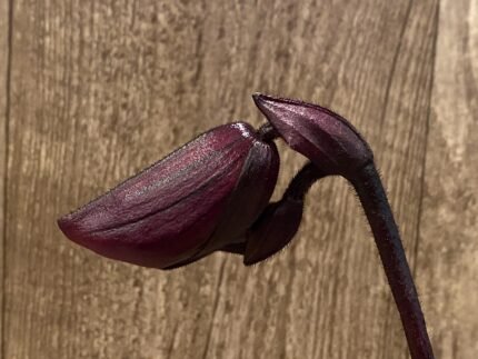 In Spike Paph. Tristar Light × Paph. Hung Sheng Magic (3.5” pot)