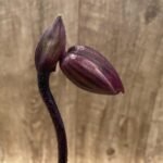 In Spike Paph. Shin-Yi Waxwing 'Tristar' BMMOC 23rd × Paph. Shun-Fa Web (3.5” pot)