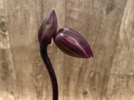 In Spike Paph. Shin-Yi Waxwing 'Tristar' BMMOC 23rd × Paph. Shun-Fa Web (3.5” pot)