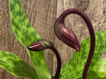 In Spike Paph. Tristar Light x Paph. Hung Sheng Magic (3.5” pot)