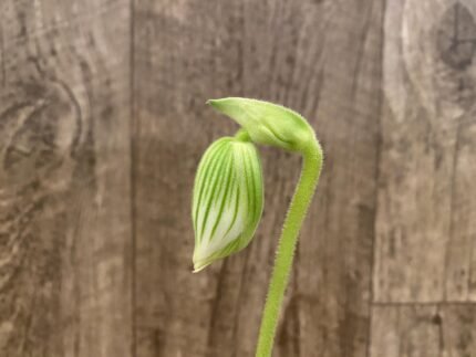 In Spike Paph. (Hile Citron x Hilo Bean) 'Double Sweet* × Paph. Hilo Sweet Bean ‘Double Green' (3.5” pot)