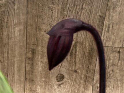 In Spike Paph. Mem. Serafin Ferez x Paph. Shang-Shiu Heart 'Gala' (3.5” pot)