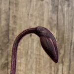 In Spike Paph. Shun-Fa Weber 'Puli 8182’ × Paph. Shun-Fa Flag 'Shun Fa' (3.5” pot)