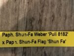 In Spike Paph. Shun-Fa Weber 'Puli 8182’ × Paph. Shun-Fa Flag 'Shun Fa' (3.5” pot) - Image 5