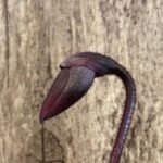 In Spike Paph. (Chou-Yi Macasar × Hsinying Web) 'First' x Paph. lawrenceanum 'PA#1'’ (3.5” pot)