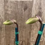 Double Spikes Paph. (Henryanum 'Showshan') x (Chou-Yi Citron x Chou Vi Apple) (3.5” Pot)