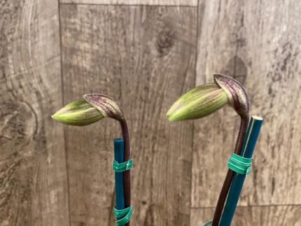 Double Spikes Paph. (Henryanum 'Showshan') x (Chou-Yi Citron x Chou Vi Apple) (3.5” Pot)