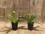 In Spike Paph. Miaohua Golden Venus x helenae (2” pot) - Image 2