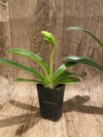 In Spike Paph. Miaohua Golden Venus x helenae (2” pot) - Image 4