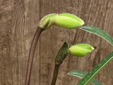 In Spike Paph. (In Charm Gold x In Charm Topaz) x In Charm Gold 'VS1' (2” pot)