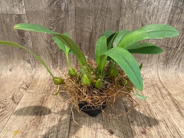 Bulbophyllum claptonense blooming Size Overgrowth (3.5” Pot) - Image 4