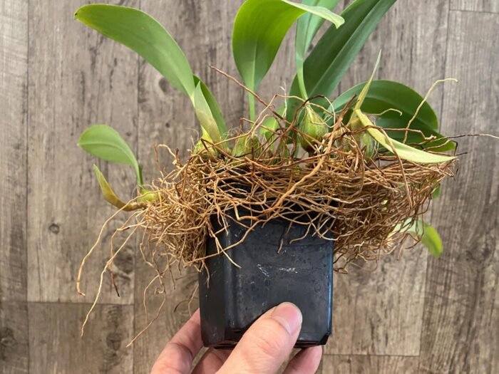 Bulbophyllum claptonense blooming Size Overgrowth (3.5” Pot) - Image 6