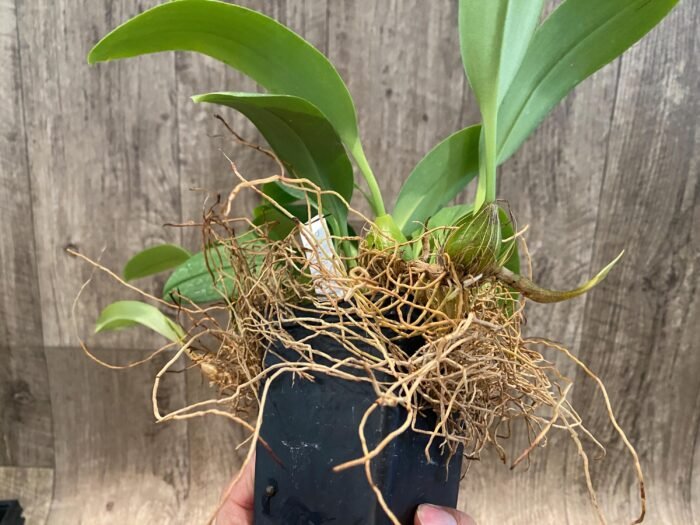 Bulbophyllum claptonense blooming Size Overgrowth (3.5” Pot) - Image 7