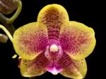 Phalaenopsis Sogo Lawrence x I-Hsin Yellow Wave