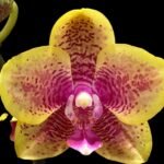 Phalaenopsis Sogo Lawrence x I-Hsin Yellow Wave
